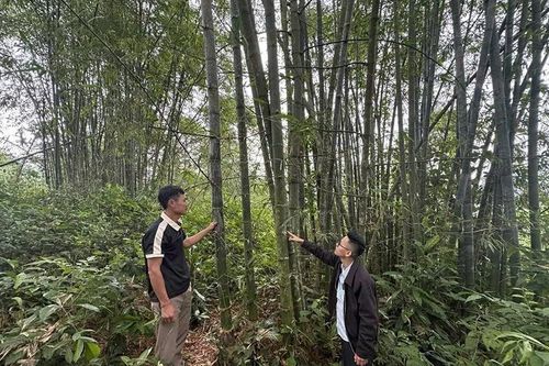 Quý Lương bảo vệ rừng và nâng cao hiệu quả kinh tế lâm nghiệp