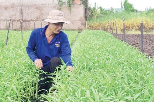 Gỡ khó cho rau an toàn