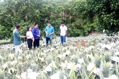 Xã Kép làm giàu từ cây dứa trái vụ