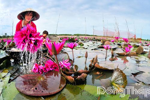 Bông súng miền Tây - Hoa của những người âm thầm