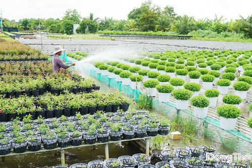 Festival Hoa - Kiểng lần 2 năm 2025: 'Tăng tốc' cho mùa lễ hội rực rỡ