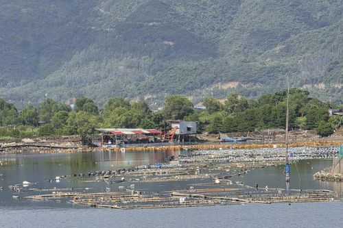 Người dân thả bè, phao nhử vẹm trên sông Tắc, sông Quán Trường: Nhận hỗ trợ và cam kết tự tháo dỡ