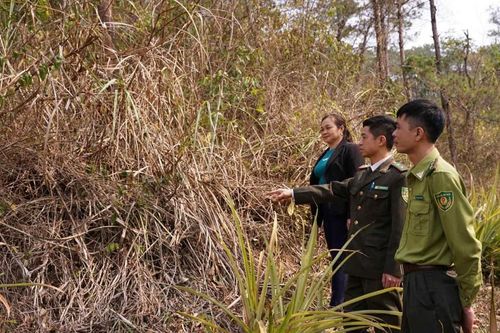 Phát triển diện tích rừng có chứng chỉ