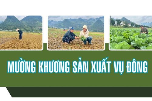 Mường Khương sản xuất vụ đông