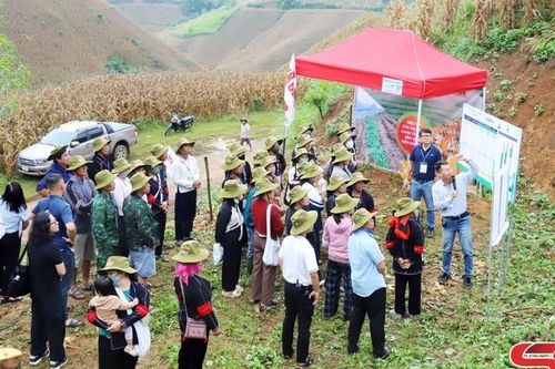 Canh tác ngô bền vững trên đất dốc