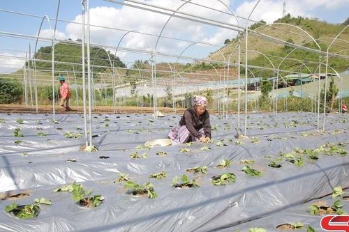 Mộc Sơn tập trung chăm sóc cây vụ đông