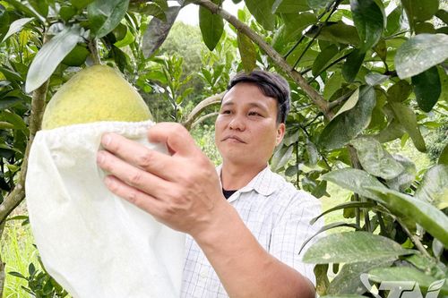 La Hiên: Chú trọng phát triển kinh tế từ cây có múi