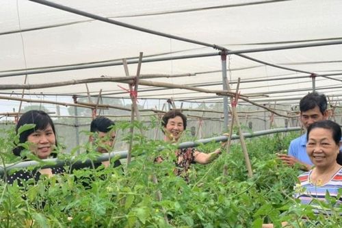 Thực hiện Chương trình OCOP ở Hà Nội: Phát triển sản phẩm từ các vùng chuyên canh