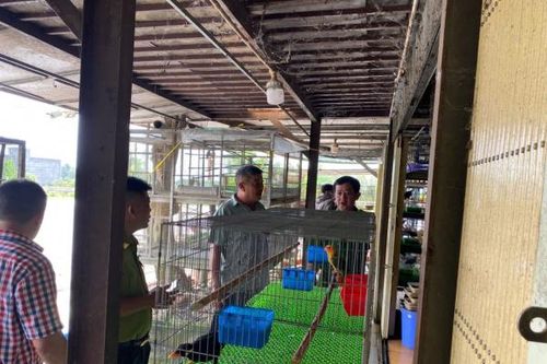 Hàng ngàn cá thể chim hoang dã bị đánh bắt và kinh doanh trái phép