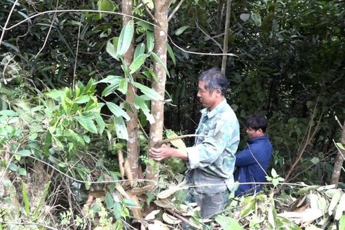 Quản lý đa dạng sinh học - Nền tảng cho phát triển bền vững