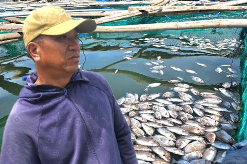 Cá chết nổi trắng bè sau bão số 13 ở Đắk Lắk