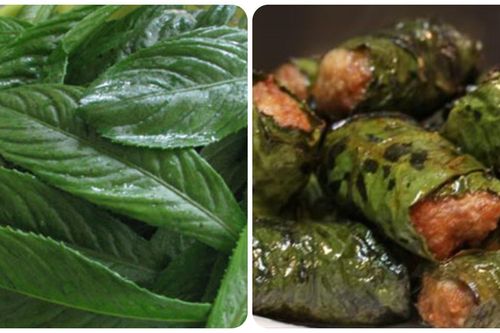 Lá xương sông có tác dụng gì?