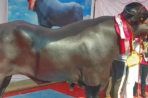Người đàn ông sở hữu con trâu màu đen 'khổng lồ', giá không dưới 65 tỷ đồng