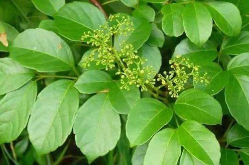 Cây chè dây chữa bệnh gì?