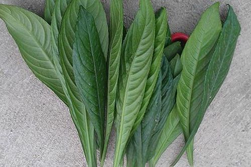6 tác dụng không ngờ của lá xương sông