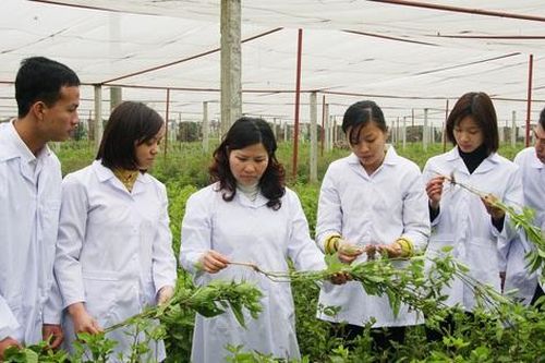 Hoàn thiện khung pháp lý để phát triển y dược cổ truyền Việt Nam trong hội nhập quốc tế