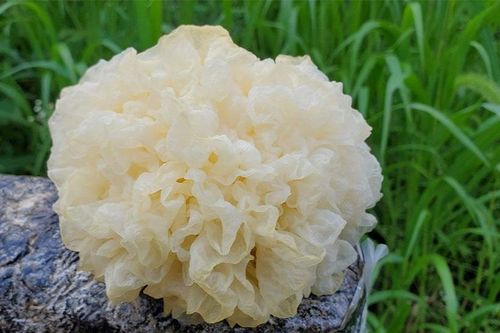 4 món canh thuốc giúp dưỡng âm, bảo vệ phổi trong mùa lạnh