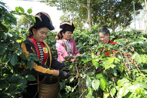 Điện Biên triển khai hỗ trợ sản xuất nông nghiệp các Chương trình mục tiêu quốc gia