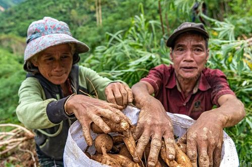 Người dân vùng cao Đà Nẵng tất bật thu hoạch khoai mì ở điểm sạt lở