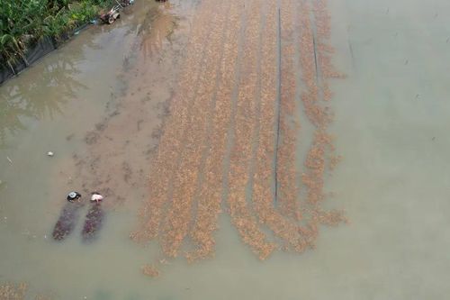Mưa lớn và xả lũ gây ngập sâu đất nông nghiệp, nông dân thiệt hại nặng