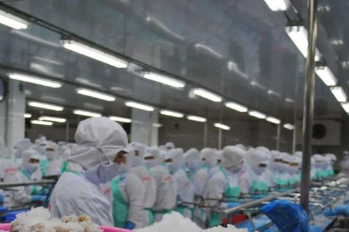 Cà Mau: Giữ vững vị thế 'thủ phủ tôm' cả nước