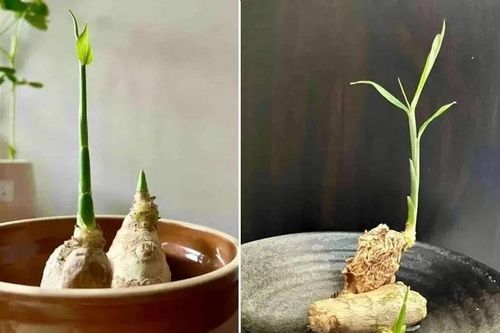 Ngắm gừng bonsai đẹp mê mẩn gây sốt thị trường