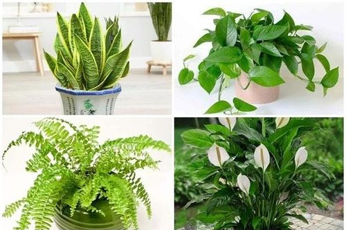 6 loại cây 'lọc' bụi mịn độc hại trong nhà
