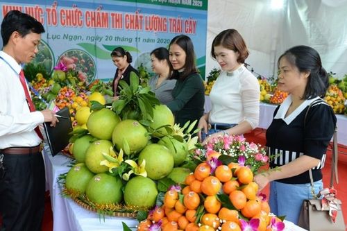 Sắp diễn ra Lễ hội trái cây Bắc Ninh 2025