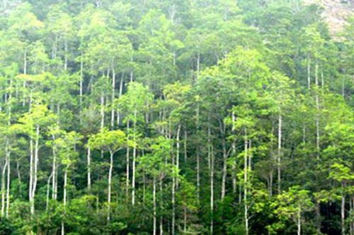 Bước chuyển mình trong bảo vệ, phát triển rừng
