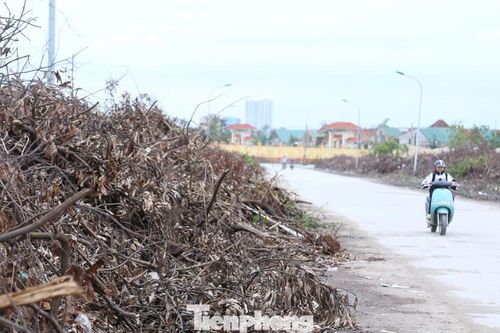 Rác cây xanh chất cao như đồi nhỏ giữa phố Nghệ An