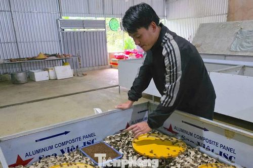 Thanh niên rời phố về bản, tạo sinh kế mới từ con dế