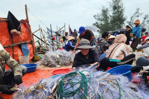Vươn khơi sau mưa lũ, ngư dân trúng đậm ghẹ biển, thu hàng triệu đồng
