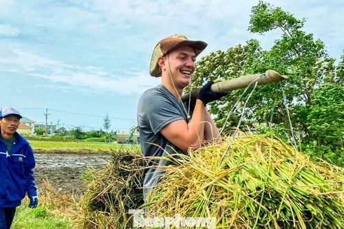 Du khách gặt lúa, bắt cua: 'Tuyệt vời hơn bất cứ tour nào tôi từng tham gia'