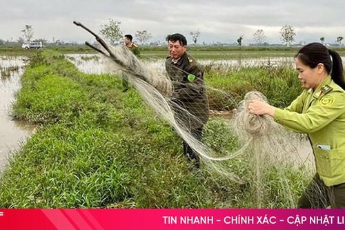Tháo dỡ, tiêu hủy gần 70.000 phương tiện, dụng cụ bẫy bắt chim trời