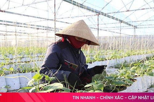 Hà Tĩnh ưu tiên giống ngắn ngày trong sản xuất vụ đông