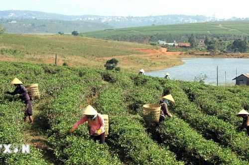 Lễ hội Trà Quốc tế 2025: Định vị thương hiệu trà Việt trên trường quốc tế