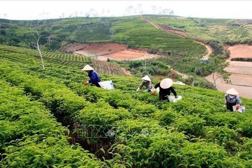 Có 4 kỷ lục trong Lễ hội Trà quốc tế lần đầu tiên tổ chức tại Việt Nam