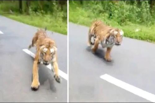 Đang chạy xe máy, người đàn ông 'hú hồn' khi bị hổ dữ lao ra tấn công