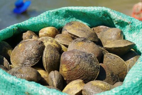 Đặc sản miền Tây có tên cực lạ, nhìn giống nghêu nhưng to gấp đôi, nướng mỡ hành ăn ngon hết sảy