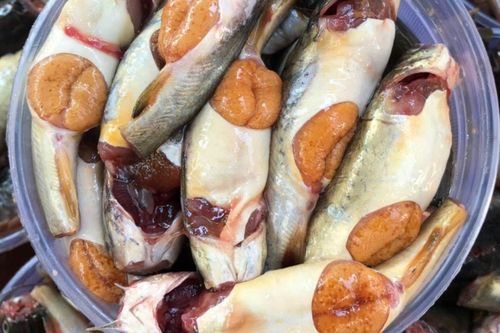 Loại cá chỉ có một mùa duy nhất trong năm, bụng đầy trứng vàng ươm