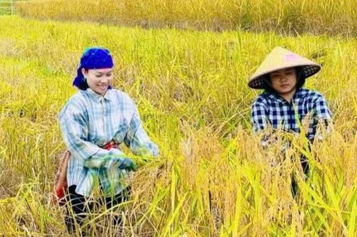 Nếp Cay Nọi: Từ hạt lúa cứu đói đến 'vốn vàng' của đồng bào vùng biên cương