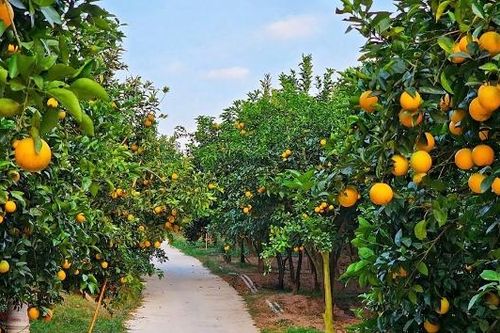 Hỗ trợ quảng bá, lan tỏa Lễ hội trái cây Bắc Ninh 2025
