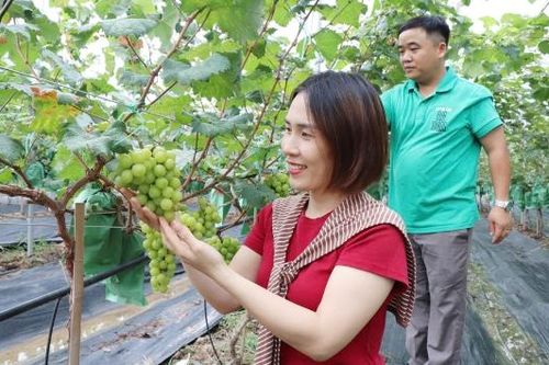 Bắc Ninh: Áp dụng quy trình tiên tiến sản xuất nho mẫu đơn