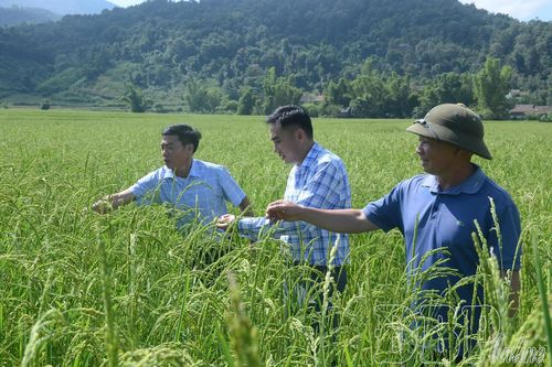 Bảo tồn, phục tráng giống cây trồng bản địa