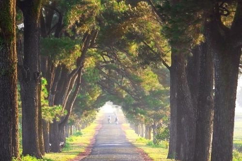 Dưới những tàng thông
