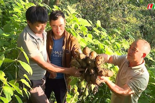 Cây khoai sâm: Hướng phát triển mới cho nông nghiệp vùng cao