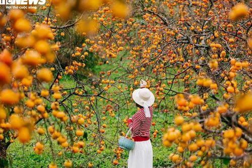 Cao nguyên Mộc Châu rực rỡ mùa hồng chín, níu chân du khách gần xa