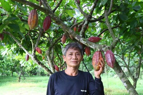 Ca cao trở lại