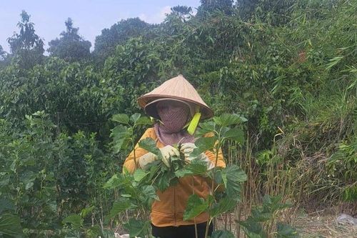 Mô hình trồng dâu, nuôi tằm giúp phụ nữ vươn lên