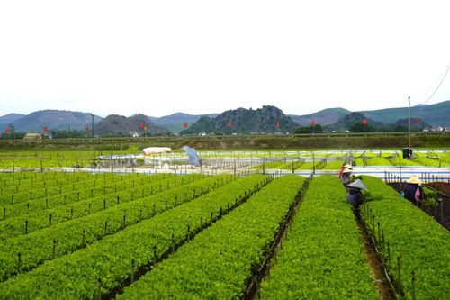 Ươm mầm cho rừng xanh